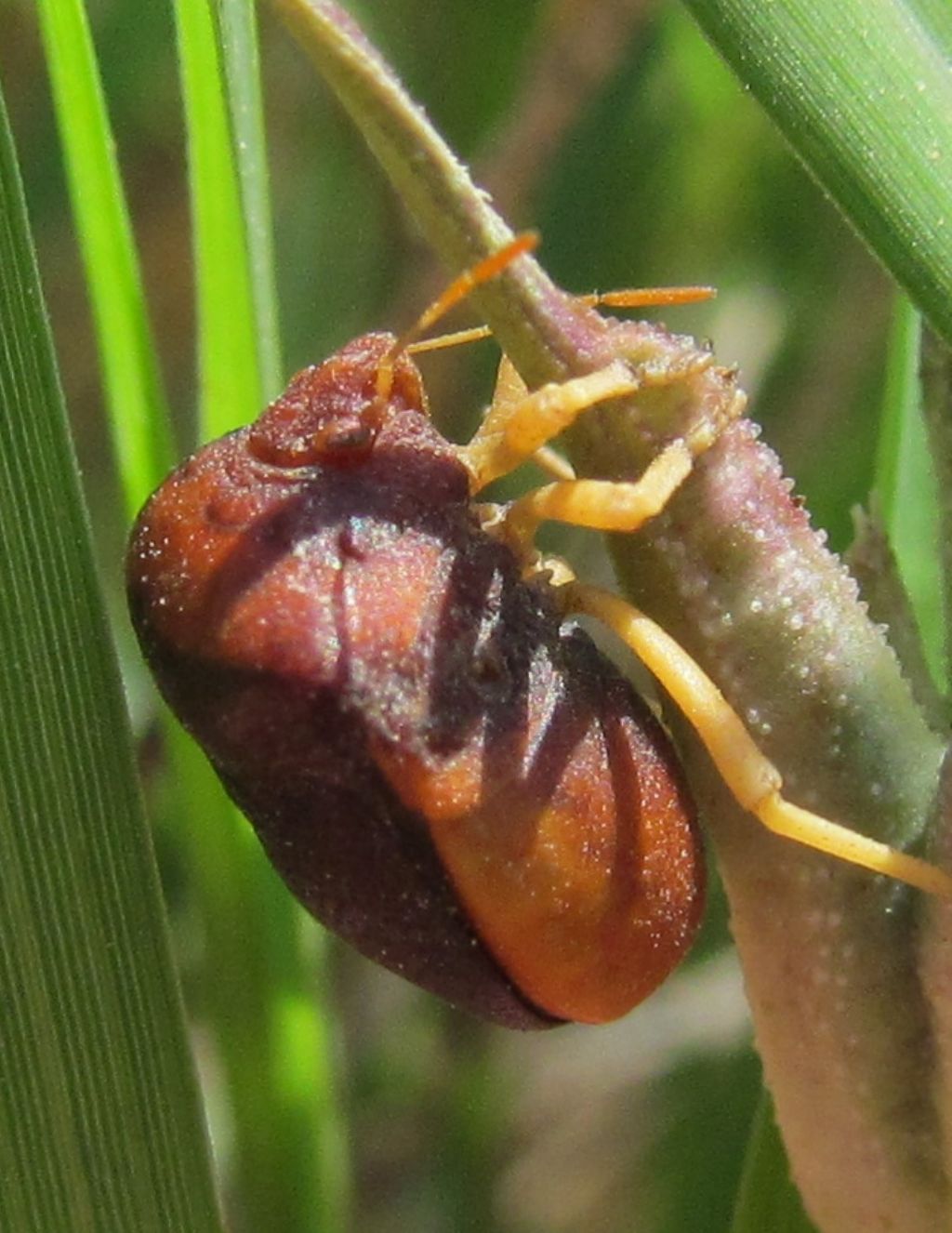 Pentatomidae: Ventocoris trigonus di Turchia